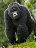 Kwitonda Group of Mountain Gorillas, Volcanoes National Park, Rwanda Fotografisk tryk af Ralph H. Bendjebar Kwitonda Group of Mountain Gorillas, Volcanoes National Park, Rwanda Fotografisk tryk af Ralph H. Bendjebar