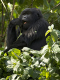 Mountain Gorilla, Volcanoes National Park, Rwanda Fotografisk tryk af Joe & Mary Ann McDonald Mountain Gorilla, Volcanoes National Park, Rwanda Fotografisk tryk af Joe & Mary Ann McDonald