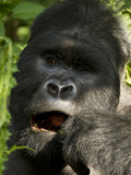 Mountain Gorilla, Volcanoes National Park, Rwanda Fotografisk tryk af Joe & Mary Ann McDonald Mountain Gorilla, Volcanoes National Park, Rwanda Fotografisk tryk af Joe & Mary Ann McDonald