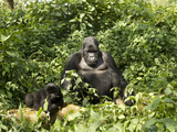 Mountain Gorilla, Volcanoes National Park, Rwanda Lámina fotográfica por Joe & Mary Ann McDonald Mountain Gorilla, Volcanoes National Park, Rwanda Lámina fotográfica por Joe & Mary Ann McDonald
