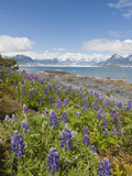 Lupine, Heather Island, Prince William Sound, Alaska, USA Photographic Print by Hugh Rose