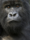 Mountain Gorilla, Volcanoes National Park, Rwanda Fotografisk tryk af Joe & Mary Ann McDonald Mountain Gorilla, Volcanoes National Park, Rwanda Fotografisk tryk af Joe & Mary Ann McDonald