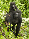 Mountain Gorilla, Volcanoes National Park, Rwanda Lámina fotográfica por Joe & Mary Ann McDonald Mountain Gorilla, Volcanoes National Park, Rwanda Lámina fotográfica por Joe & Mary Ann McDonald