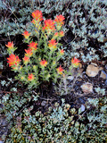 Miniature Garden at Gem Lake, Ansel Adams Wilderness, California, USA Photographic Print by Mark Williford