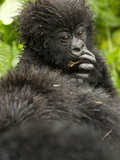 Mountain Gorilla, Volcanoes National Park, Rwanda Fotografisk tryk af Joe & Mary Ann McDonald Mountain Gorilla, Volcanoes National Park, Rwanda Fotografisk tryk af Joe & Mary Ann McDonald