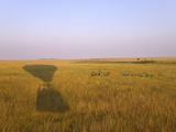 Shadow of Hot Air Balloon on the Grassland, Maasai Mara National Reserve, Kenya Photographic Print by Keren Su
