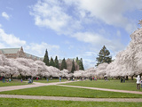 Cherry Trees on University of Washington Campus, Seattle, Washington, USA Photographic Print by Charles Sleicher