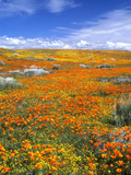 California Poppy Reserve, Lancaster, California, USA Photographic Print by John Alves