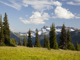 Alpine Meadow and Sarvent Glaciers, Mount Rainier National Park, Washington, USA Photographic Print by Jamie & Judy Wild