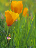 California Poppy Reserve, Lancaster, California, USA Photographie par John Alves
