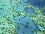 A Blacktip Reef Shark (Carcharhinus Melanopterus) at the Great Barrier Reef, Queensland, Australia Photographic Print by Miva Stock