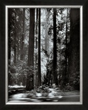 Redwoods, Founders Grove Prints by Ansel Adams