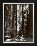 Redwoods, Founders Grove Poster by Ansel Adams