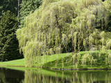 Weeping Willow, Japanese Gardens, Bloedel Reserve, Bainbridge Island, Washington, USA Photographie par Trish Drury
