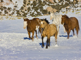 Horse Running, Shell, Wyoming, USA Photographic Print by Terry Eggers