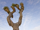 Joshua Tree, Joshua Tree National Park, California, USA Photographic Print by Luc Novovitch