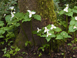 Western Trillium, Grand Forest Bainbridge Island Land Trust Park, Bainbridge Island, Washington USA Photographie par Trish Drury