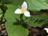 Western Trillium, Grand Forest Bainbridge Island Land Trust Park, Bainbridge Island, Washington USA Photographic Print by Trish Drury