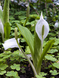 White Skunk Cabbage, Bloedel Reserve, Bainbridge Island, Washington, USA Photographie par Trish Drury