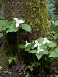 Western Trillium, Grand Forest Bainbridge Island Land Trust Park, Bainbridge Island, Washington USA Photographic Print by Trish Drury