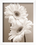 Two Daisies Prints by Carol Sharp
