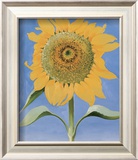 Sunflower, New Mexico, c.1935 Posters by Georgia O'Keeffe