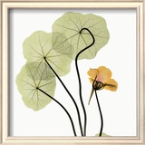 Nasturtium Prints by Albert Koetsier