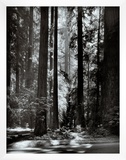 Redwoods, Founders Grove Art by Ansel Adams