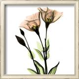Crystal Flowers X-ray, Gentian Print by Albert Koetsier