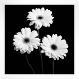 Gerbera Portrait II Poster by Jeff Maihara