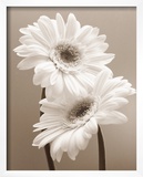Two Daisies Poster by Carol Sharp