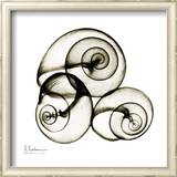 X-ray Snail Shells, Sepia Posters by Albert Koetsier