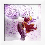 Orchid II Prints by Mel Allen