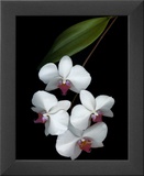 Velvet Ladies Prints by Rosemarie Stanford