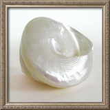 Shell II Posters by Darlene Shiels