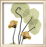 Nasturtium Bouquet Poster by Albert Koetsier
