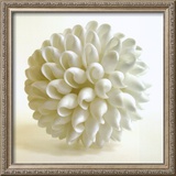 Shell III Art by Darlene Shiels
