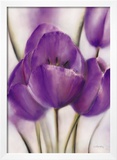 Purple Blossom II Prints by Caroline Wenig