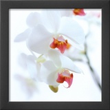 White and Pink Orchid Prints by Cédric Porchez