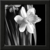 Daffodil Prints by Darlene Shiels