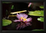 Consistency: Pond Flower Prints by Jerry Angelica
