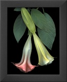 Angel Trumpets Posters by Rosemarie Stanford