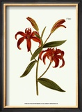 Fiery Florals I Prints by Samuel Curtis