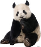 Giant Panda Lifesize Standup Poster Imagen a tamaño natural Giant Panda Lifesize Standup Poster Imagen a tamaño natural