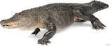 American Alligator Lifesize Standup Poster Imagen a tamaño natural American Alligator Lifesize Standup Poster Imagen a tamaño natural