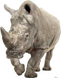 White Rhinoceros Lifesize Standup Poster PAPPFIGUREN IN LEBENSGRÖSSE