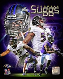 Terrell Suggs 2013 Portrait Plus Photo