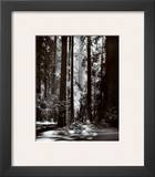 Redwoods, Founders Grove Print by Ansel Adams