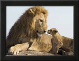 Lion Cub and Male Adult, Kenya Poster by Suzi Eszterhas