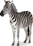 Zebra Lifesize Standup Poster Silhouette découpée